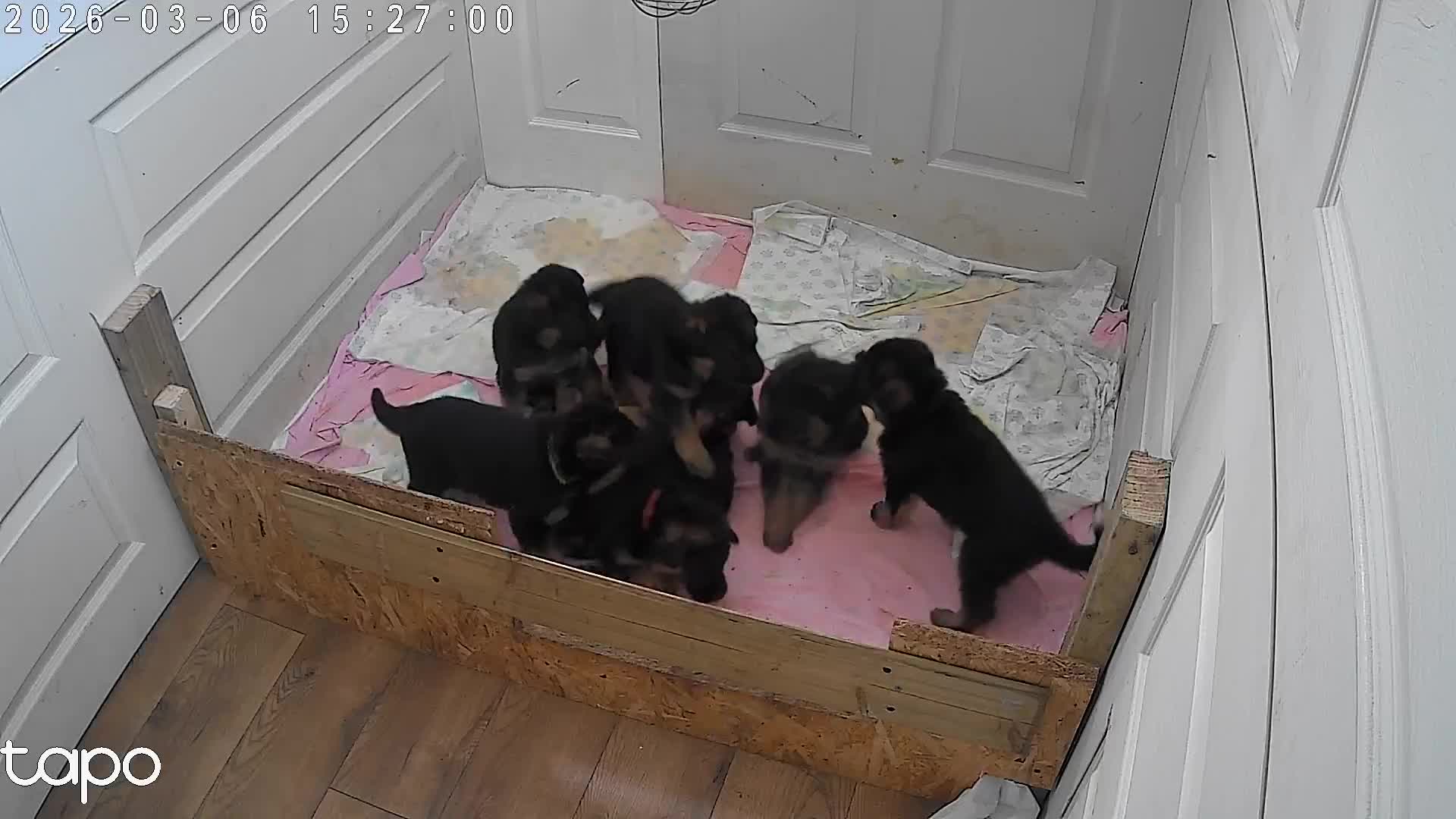 German Shepherd dogs for sale: 4 generation German shepard - Video 1