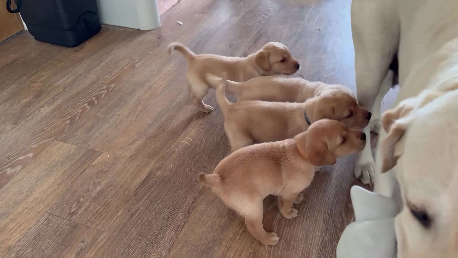 Labrador Retriever dogs for sale: K.C.Reg Superb Labrador Puppies - Video 3