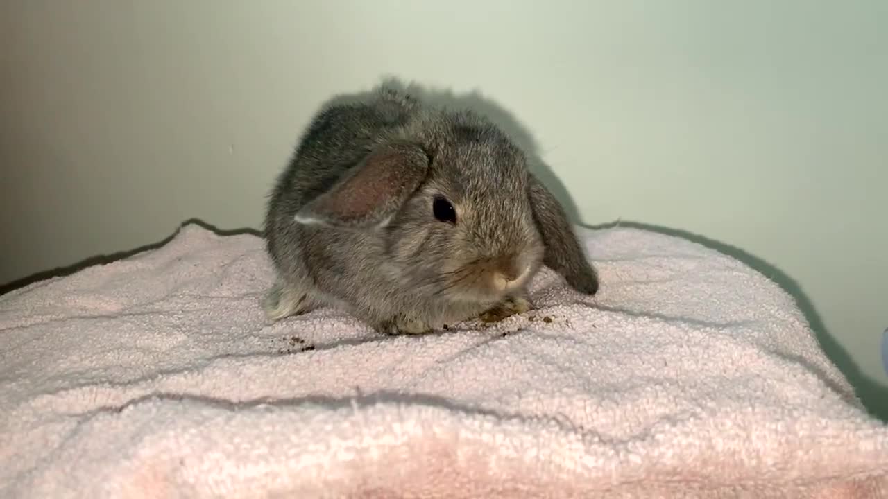 Mini Lop rabbits for sale: Mixed litter of mini lop babies for sale  - Video 1