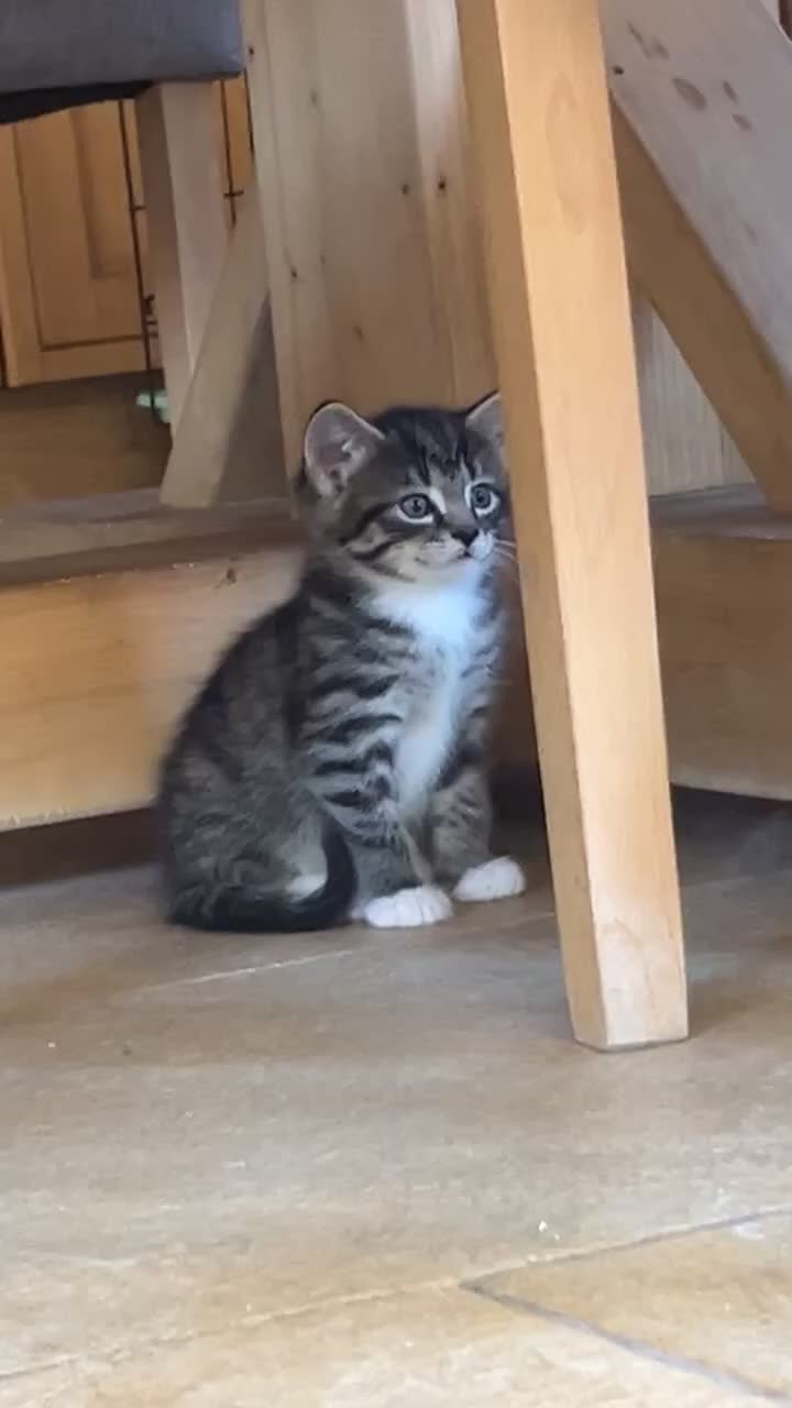 Mixed Breed cats for sale: Tabby kittens for sale - Video 1