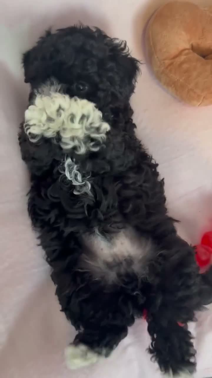 Maltipoo dogs for sale: 💖Maltipoo Baby Girl 💖 - Video 4