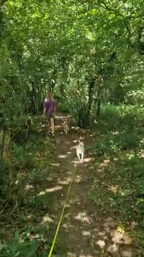 Mixed Breed dogs for adoption: 🐾 Meet Jake – A Happy, Bouncy Young Terrier! 🐾 in Northallerton - Video 4