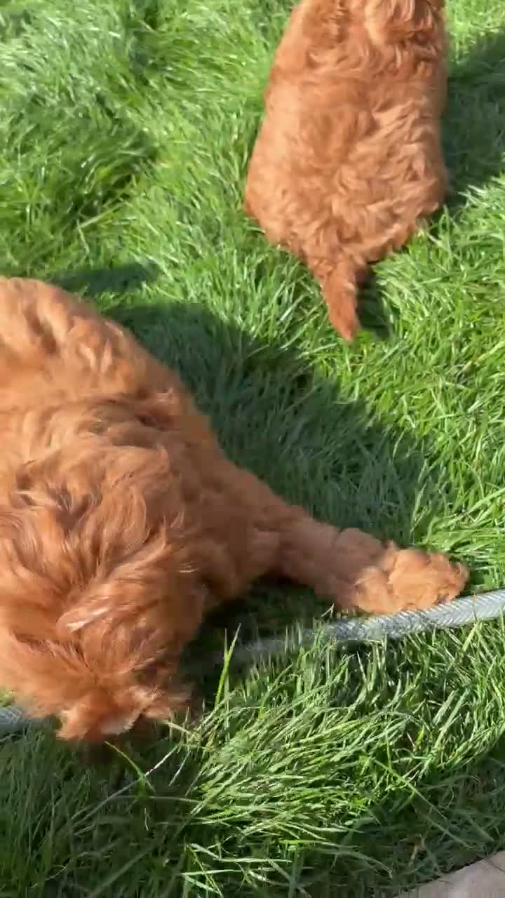 Cavapoo dogs for sale: Stunning Cavapoo puppies  - Video 2