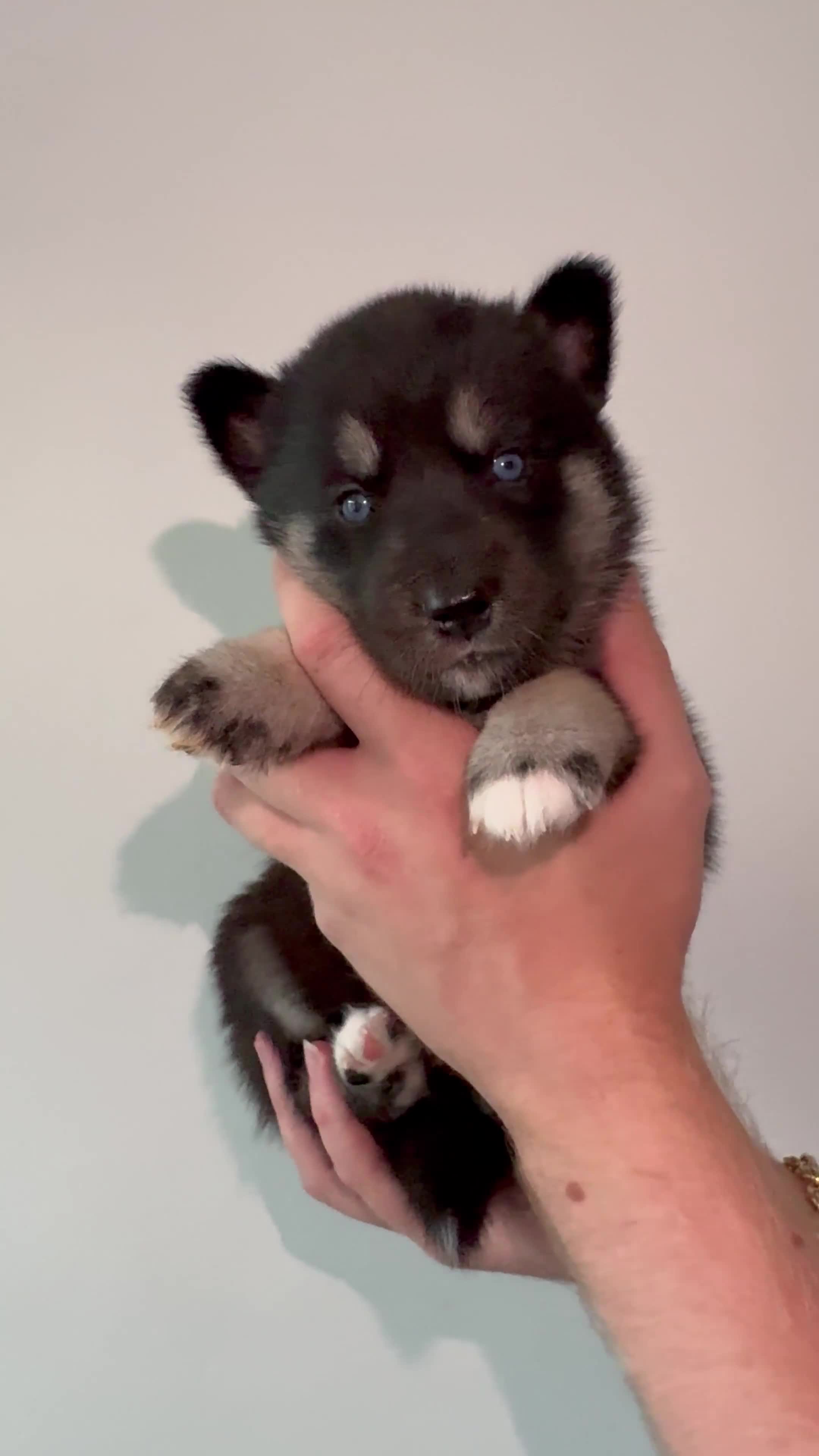 Siberian Husky dogs for sale: Beautiful Chunky Siberian Husky Puppies  - Video 1