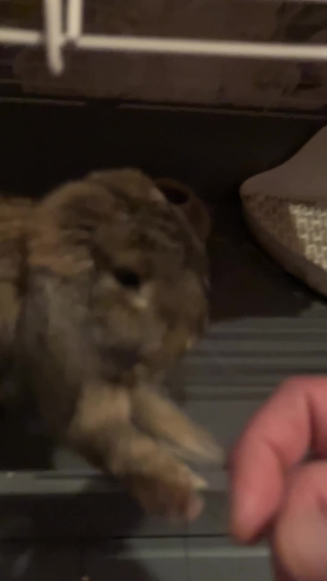 French Lop rabbits for sale: Onion in Bristol - Video 1