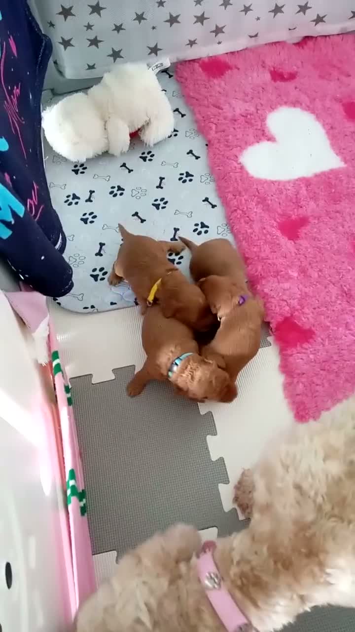 Cockapoo dogs for sale: Stunning Red F1B Cockapoos in Glasgow - Video 2