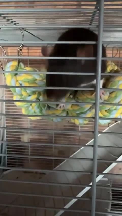 Rat rodents for sale: Pair of female rats with cage - Video 3