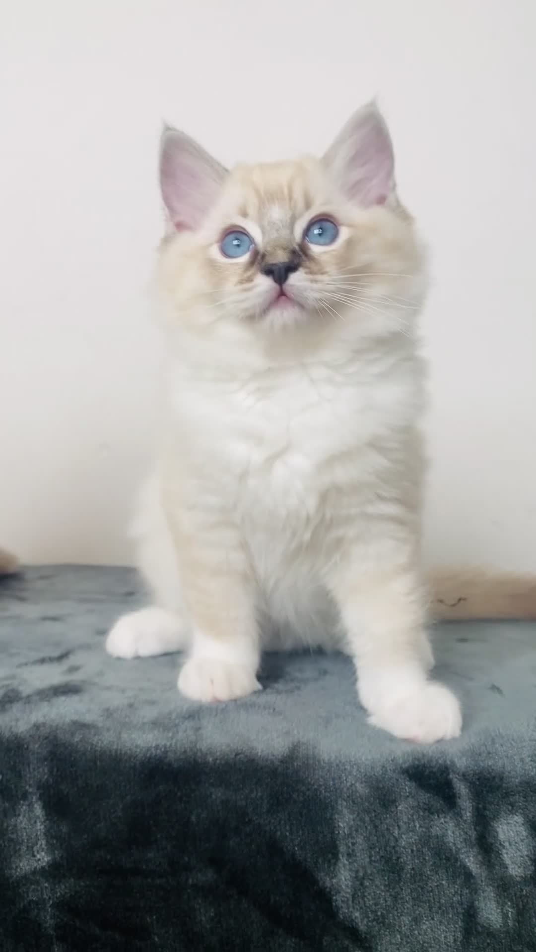 Ragdoll cats for sale: 🐾GCCF Family Reared Ragdoll Kittens🐾 - Video 3
