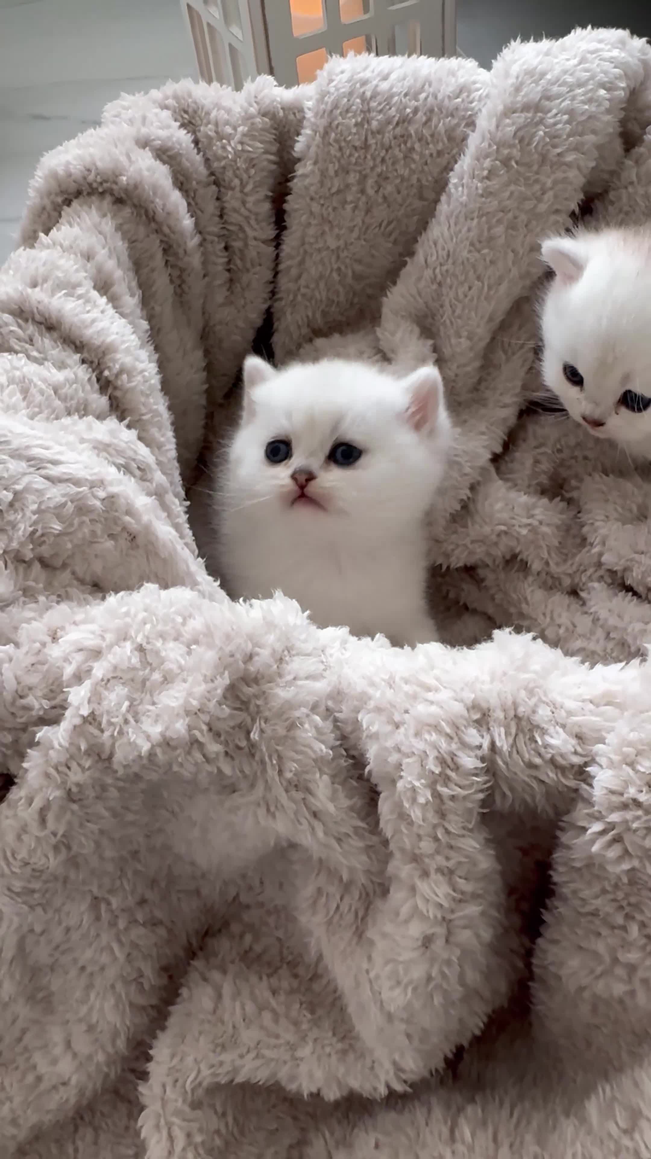 Scottish Fold cats for sale: Adorable Friendly Scottish Folds/Straights !! - Video 1