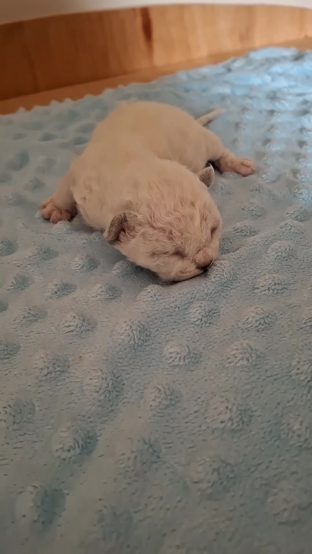 Devon Rex cats for sale: Gorgeous girls Devon FIFE registered - Video 2