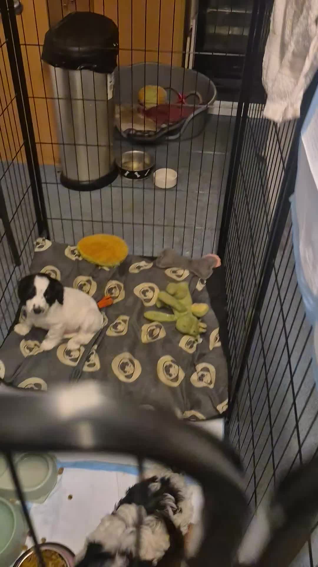 Mixed Breed dogs for sale: Puppies - Video 3