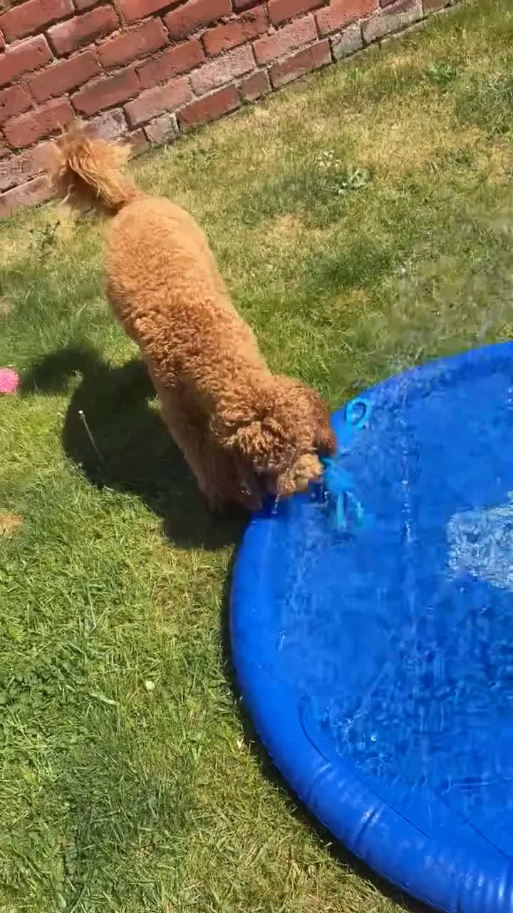 Cavapoo dogs for stud: Cavapoo stud dog  - Video 1