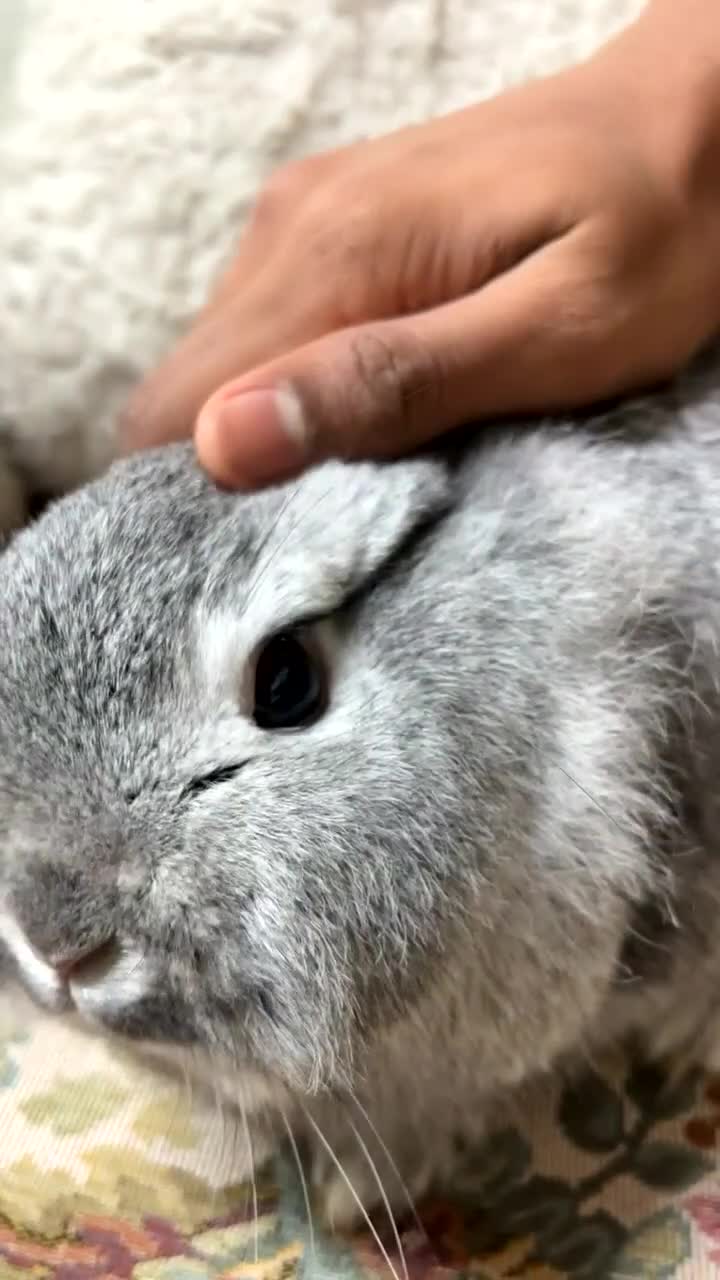 Mixed Breed rabbits for sale: Bunny  in London - Video 1