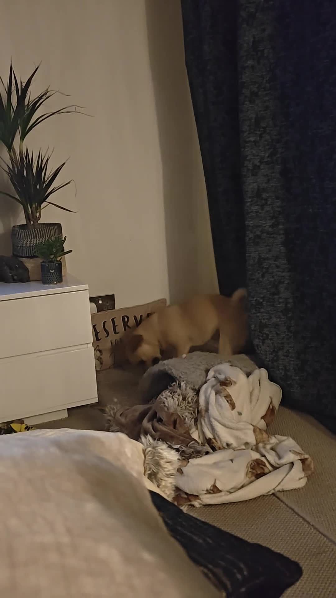 Mixed Breed dogs for sale: Meet Milo 🐶 in High Wycombe - Video 1