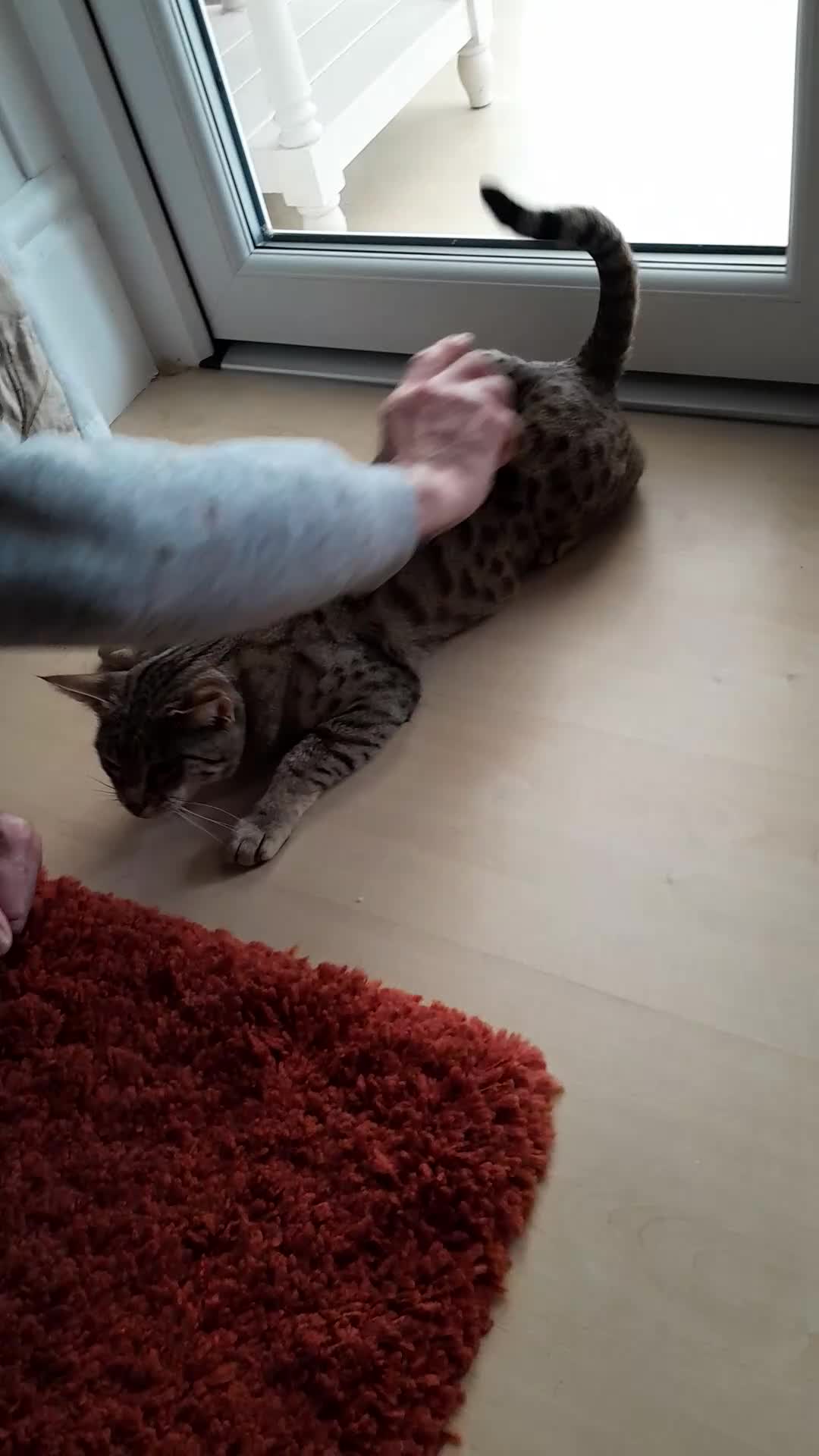 Savannah cats for sale: TICA Reg Full Pedigree F3 Savannah Lady - Video 1