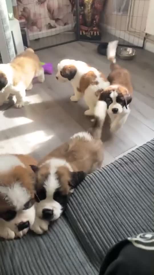 Saint Bernard dogs for sale: Saint Bernard puppies for sale in Leicester - Video 1