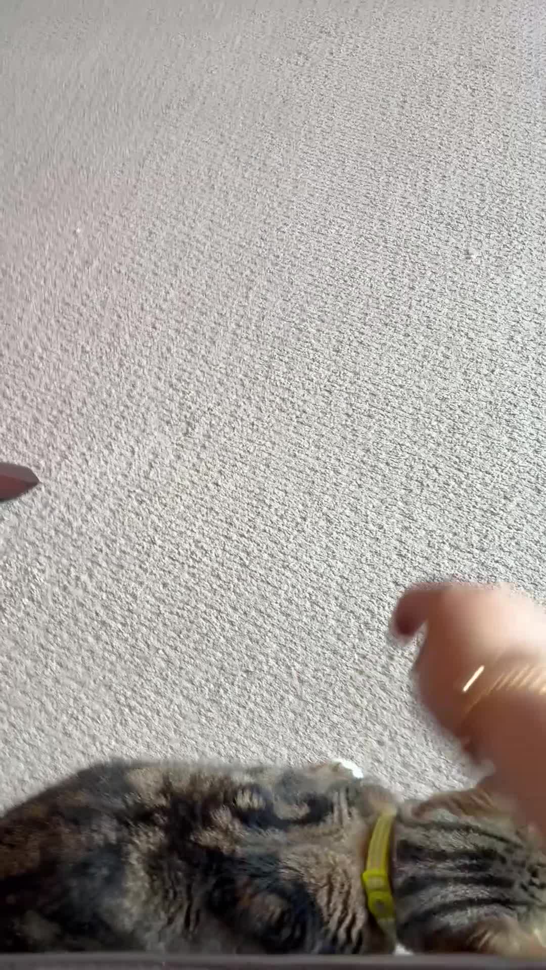 Mixed Breed cats for sale: Male Cat for Sale – 2 Years Old - Video 1