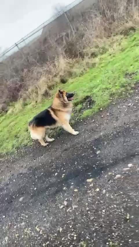 German Shepherd dogs for sale: Medium haired German shepherd pups  - Video 1