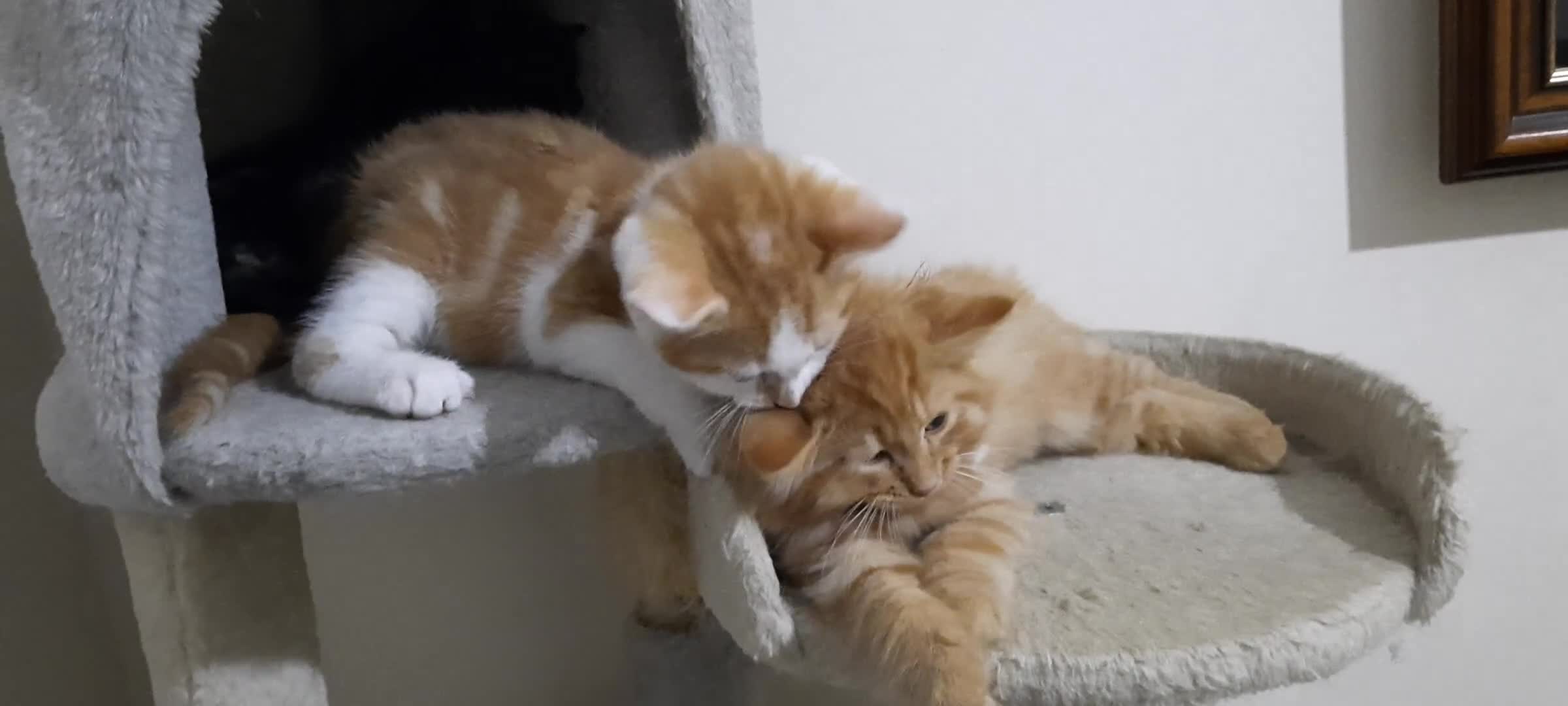 Domestic Shorthair cats for sale: Happy kittens ready to share love and joy  - Video 5