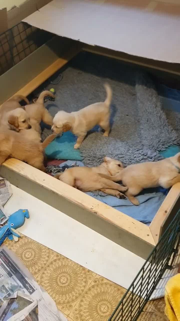 Golden Retriever dogs for sale: 8 Golden Retriever puppies for sale. - Video 1