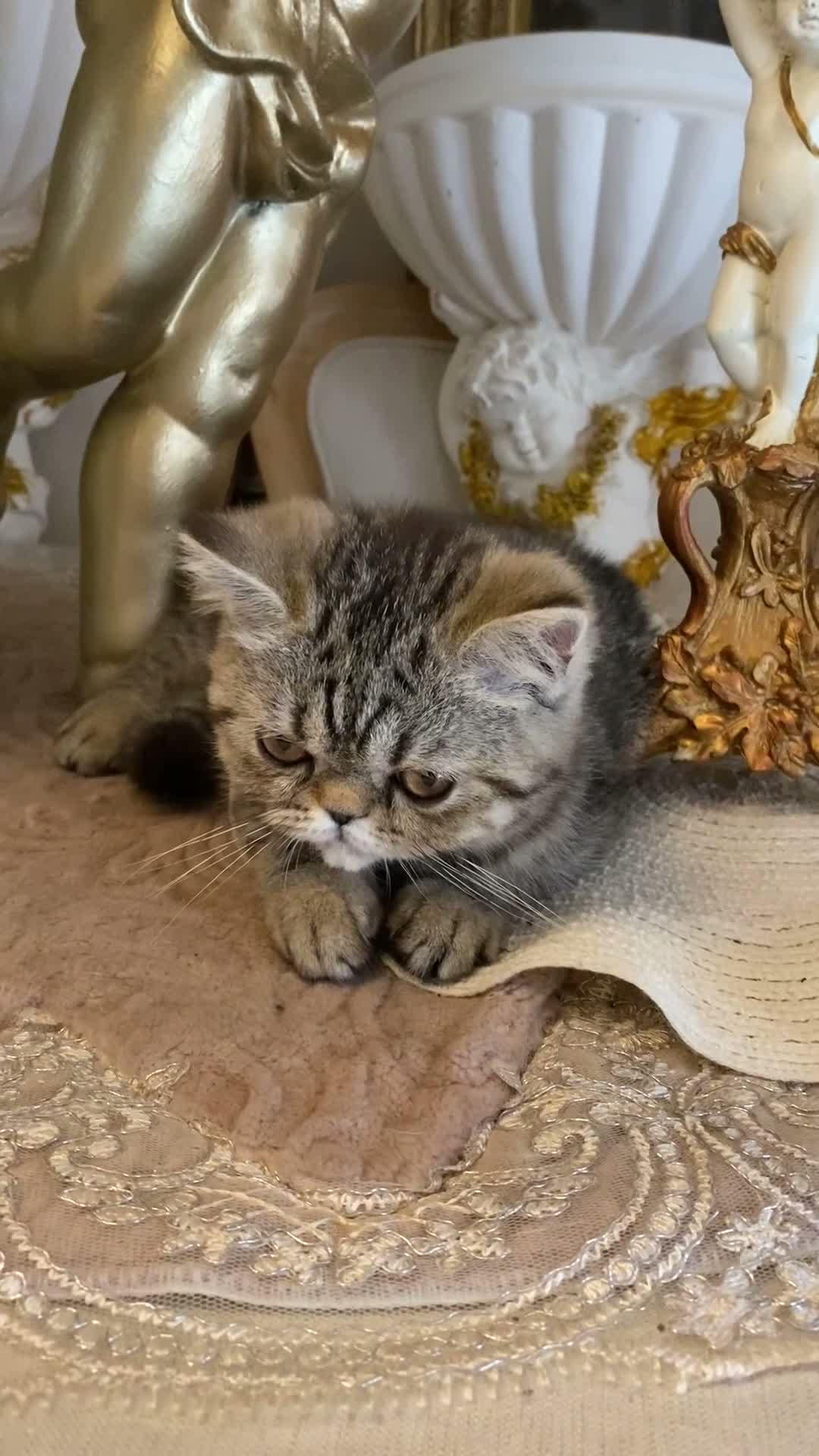 Exotic cats for sale: Exotic Persian  - Video 1