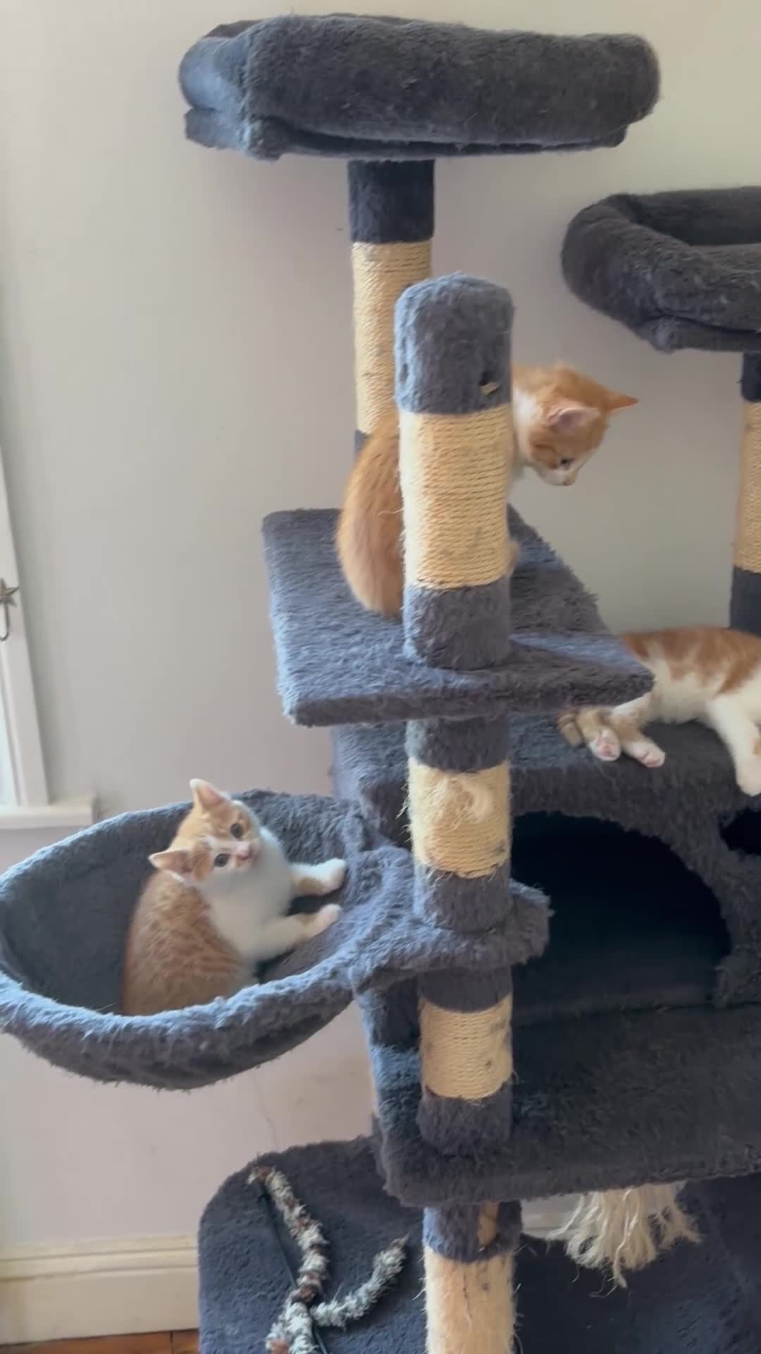 Mixed Breed cats for sale: Kittens 8 weeks old mainecoon cross ready now 🙀🐈 in Croydon - Video 1