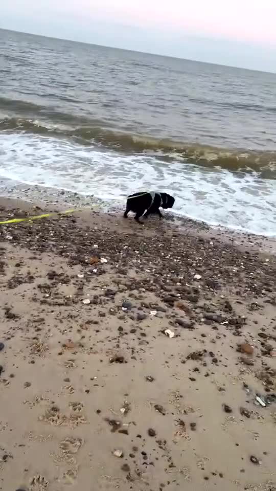 Mixed Breed dogs for sale: Mixed Breed  - Video 1