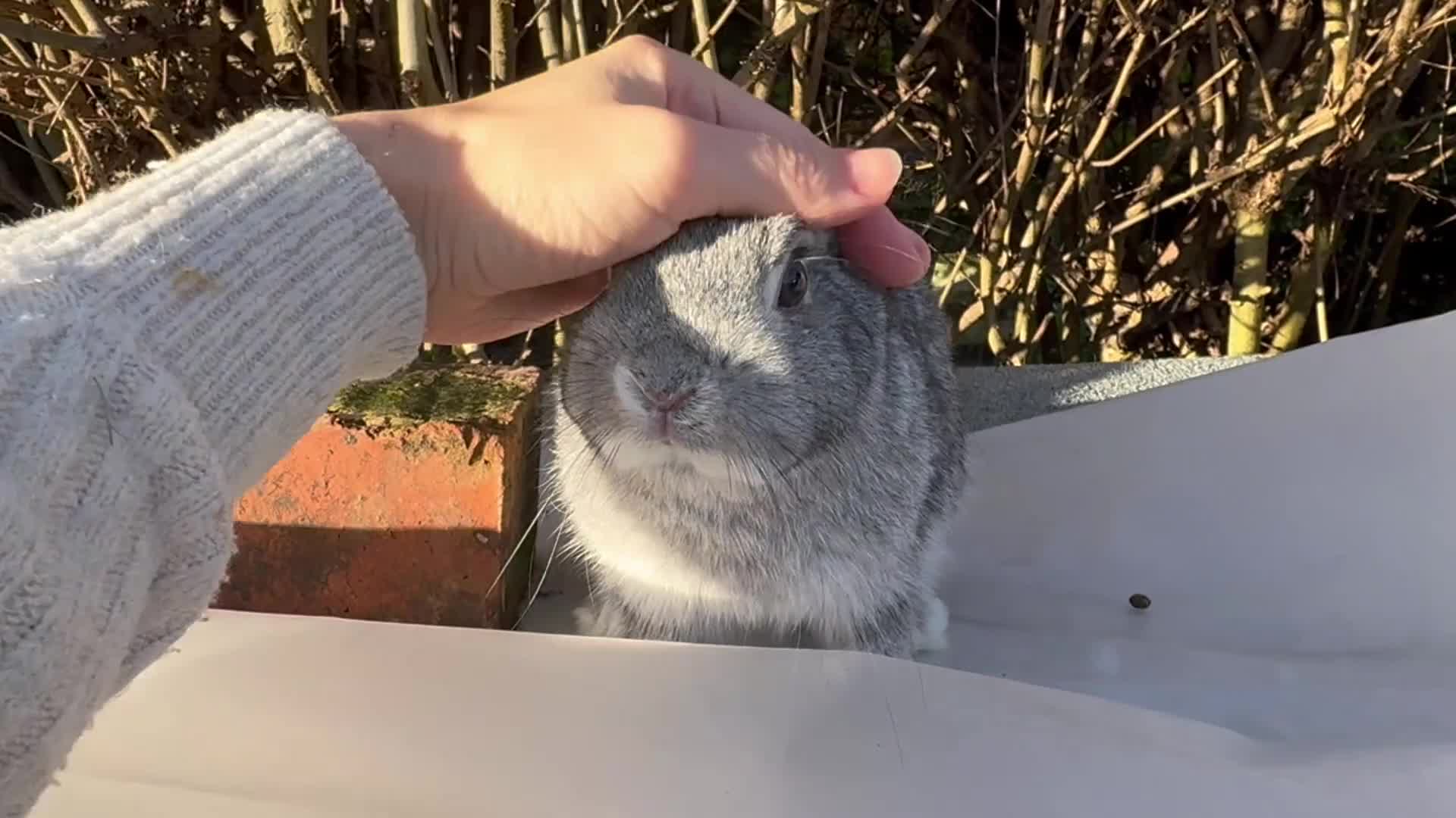 Netherland Dwarf rabbits for sale: Pair of young Netherland Dwarfs doe & buck - Video 1