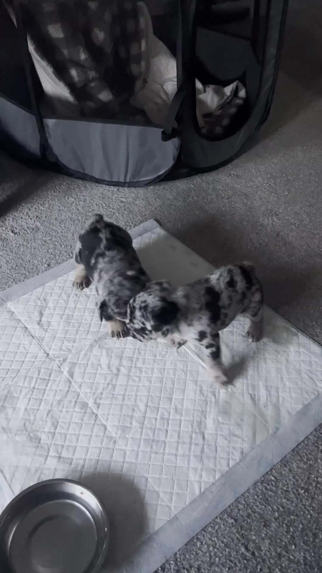 French Bulldog dogs for sale: Fluffy French bulldogs.  - Video 1