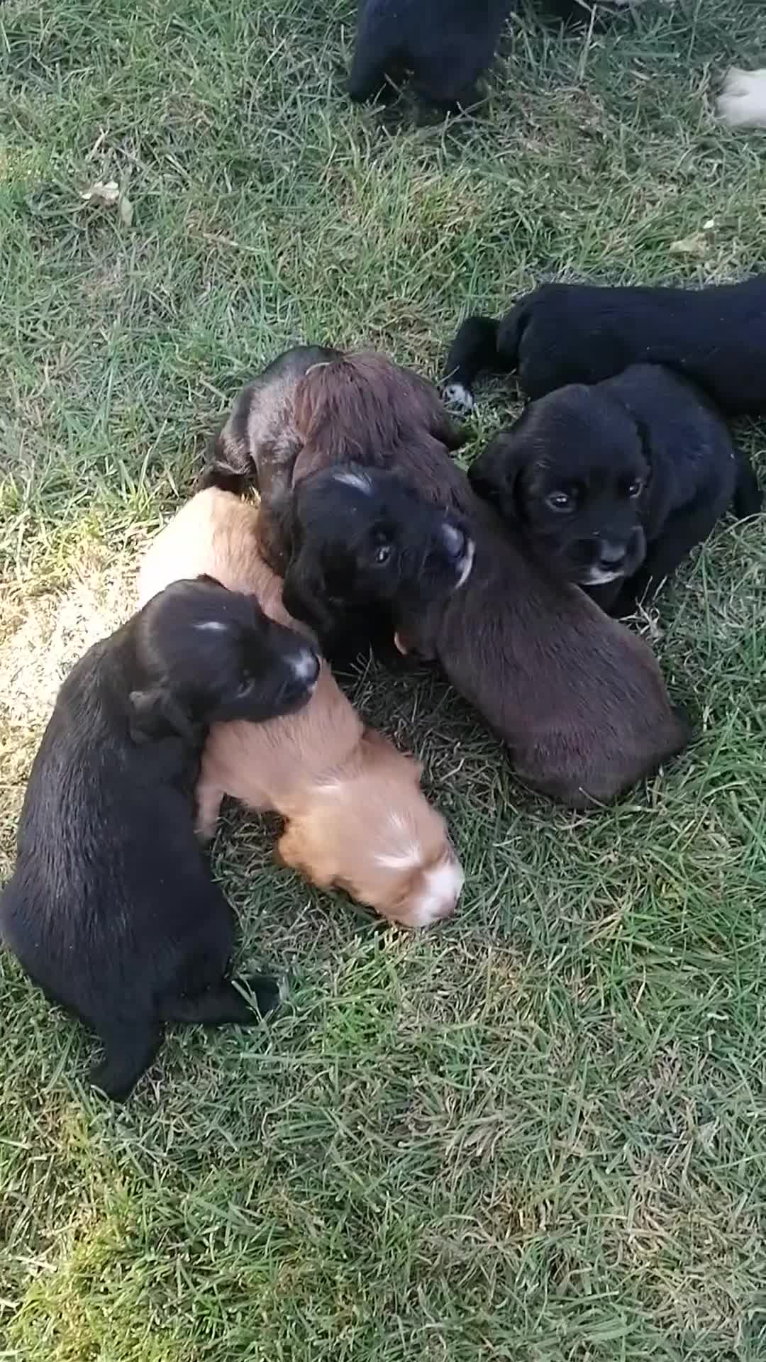 Cocker Spaniel dogs for sale: KC cocker spaniels - Video 1