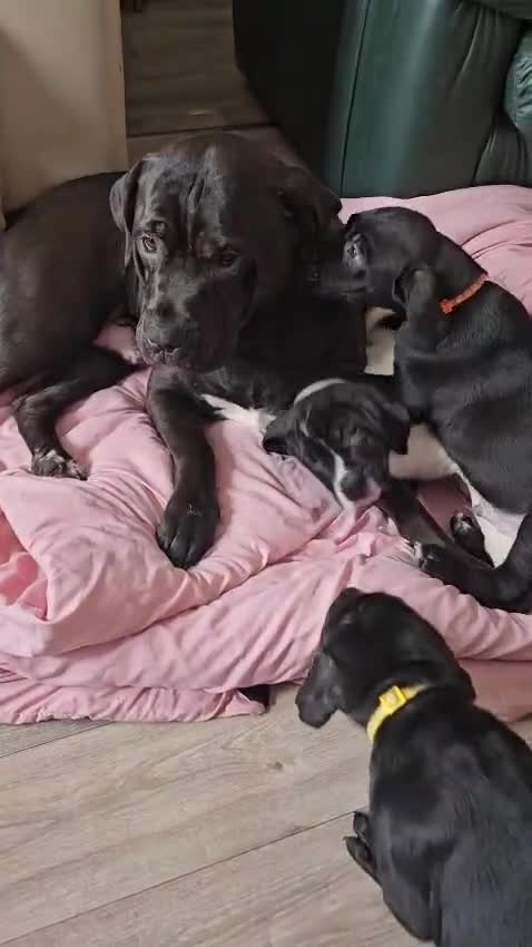 Mixed Breed dogs for sale: Bullmastiff cross puppies - Video 1
