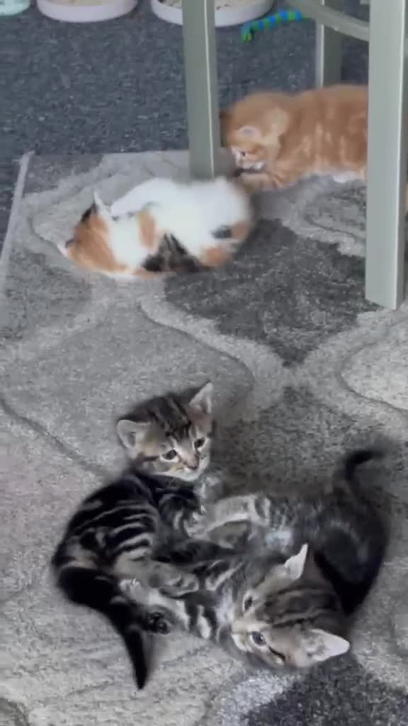 Mixed Breed cats for sale: Beautiful kittens ready for a new home - Video 1