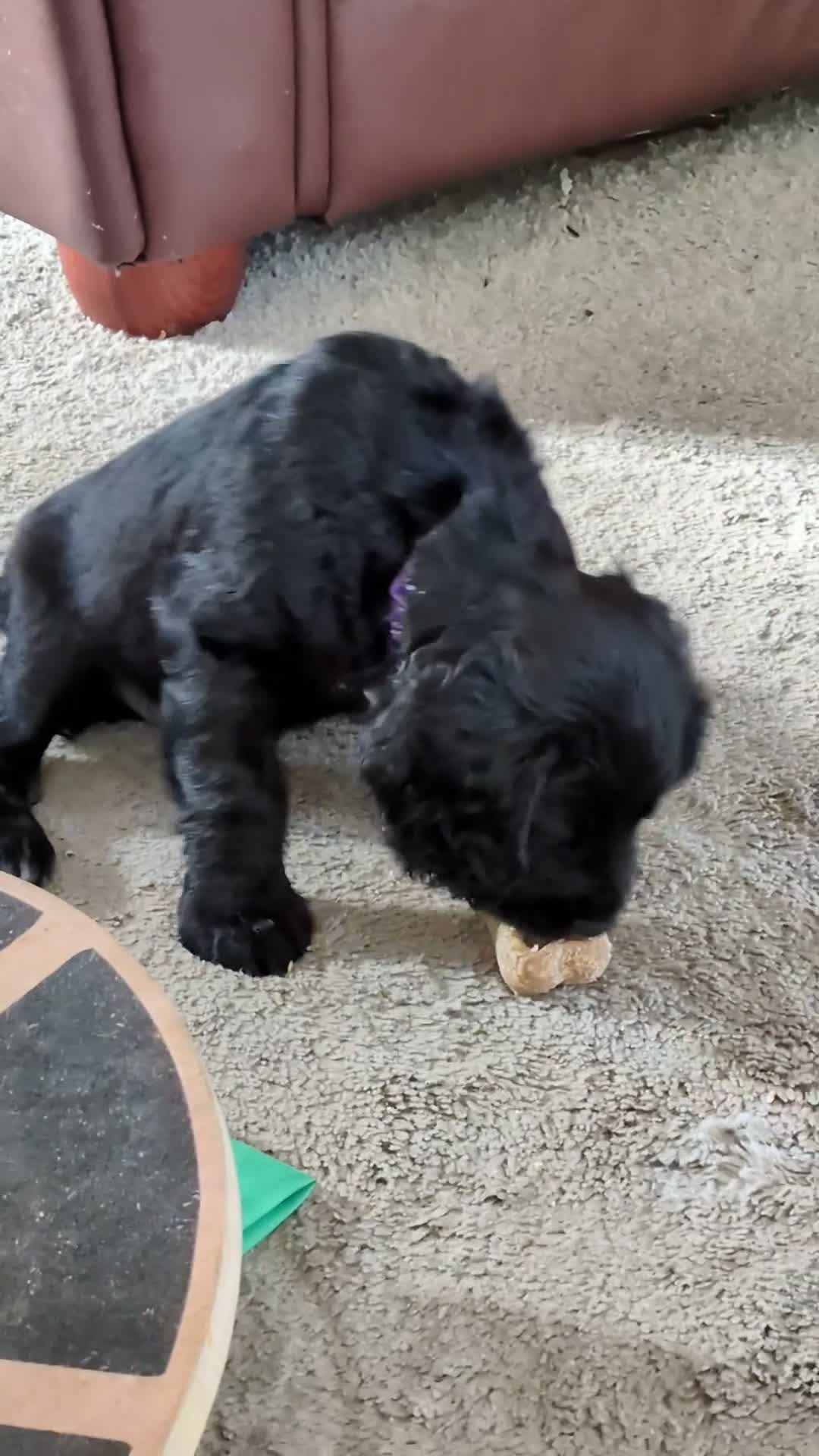 Sprocker dogs for sale: Sprocker puppies READY NOW - Video 1