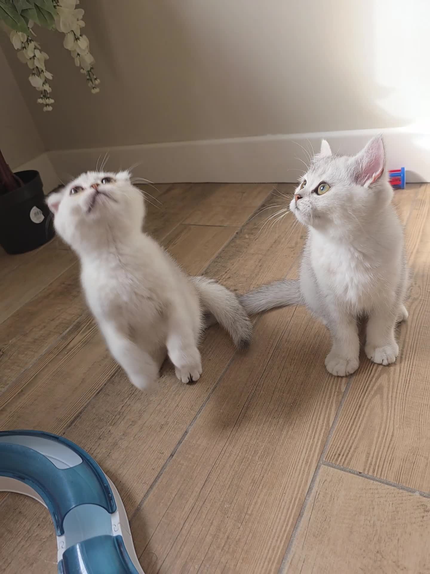 Scottish Fold cats for sale: STUNNING PEDIGREE LITTLE GIRL REMAINING - Video 1