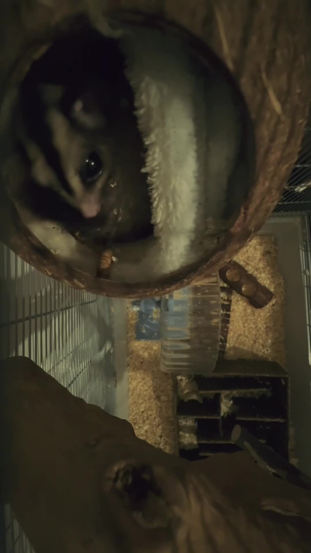 Sugar Glider rodents for sale: Curious Flying Squirrel–Ready for a New Home - Video 1