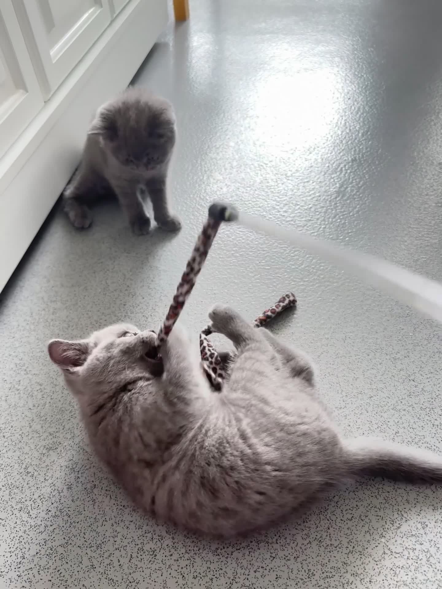British Shorthair cats for sale: British Shorthair Kittens Available - Video 1
