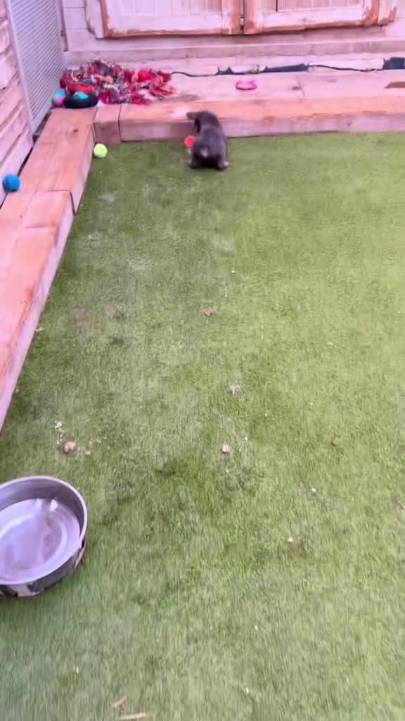 French Bulldog dogs for sale: French bulldog pups reduced what’s left now  - Video 2
