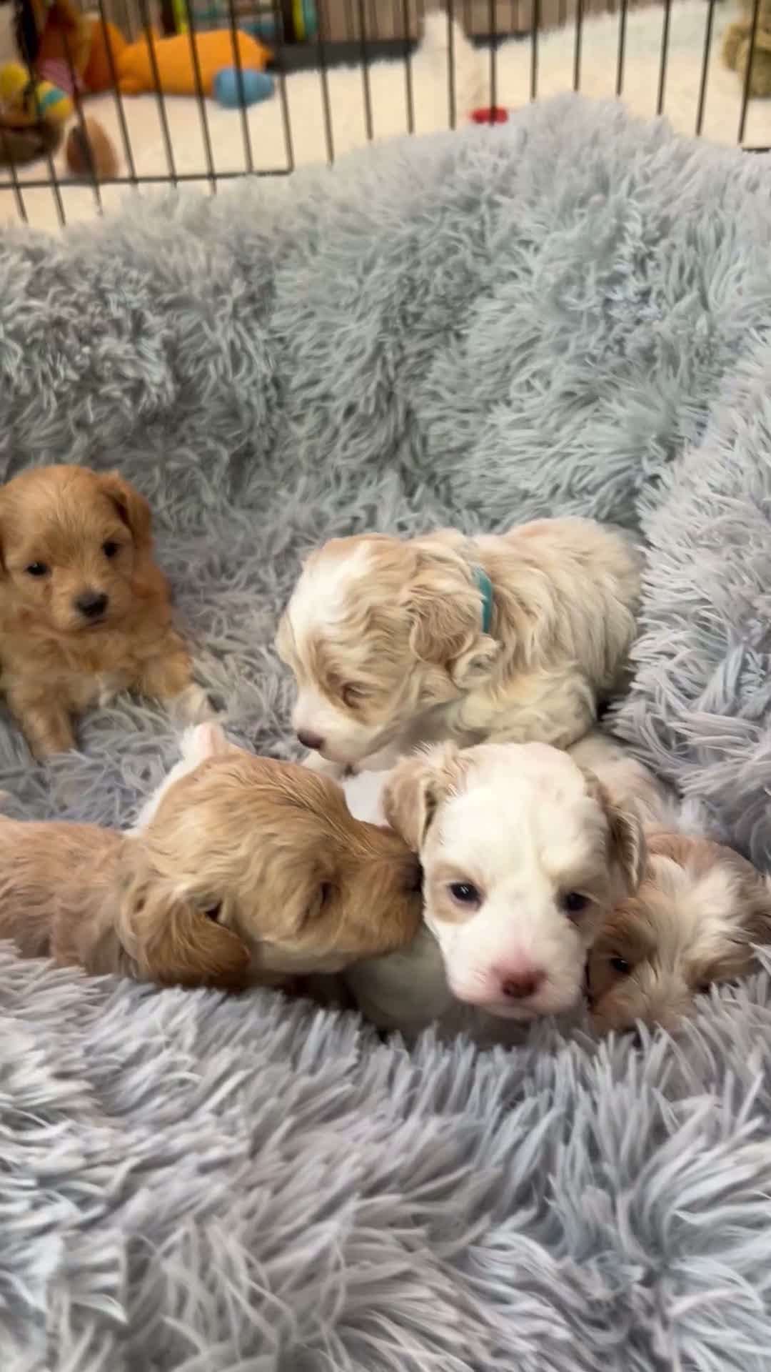 Maltipoo dogs for sale: Beautiful Maltipoochon puppies  - Video 2