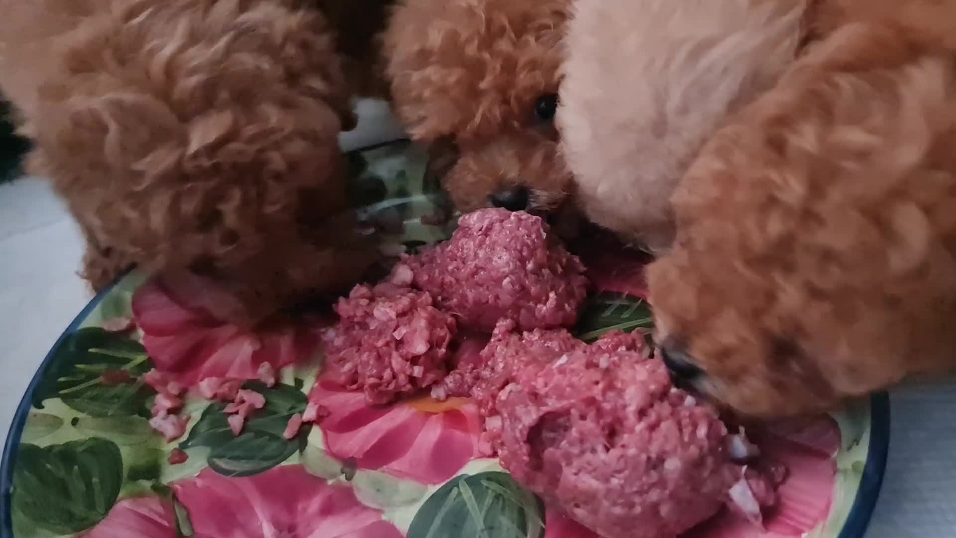 Toy Poodle dogs for sale: Tiny kc Russian background toy poodle poppies  - Video 2