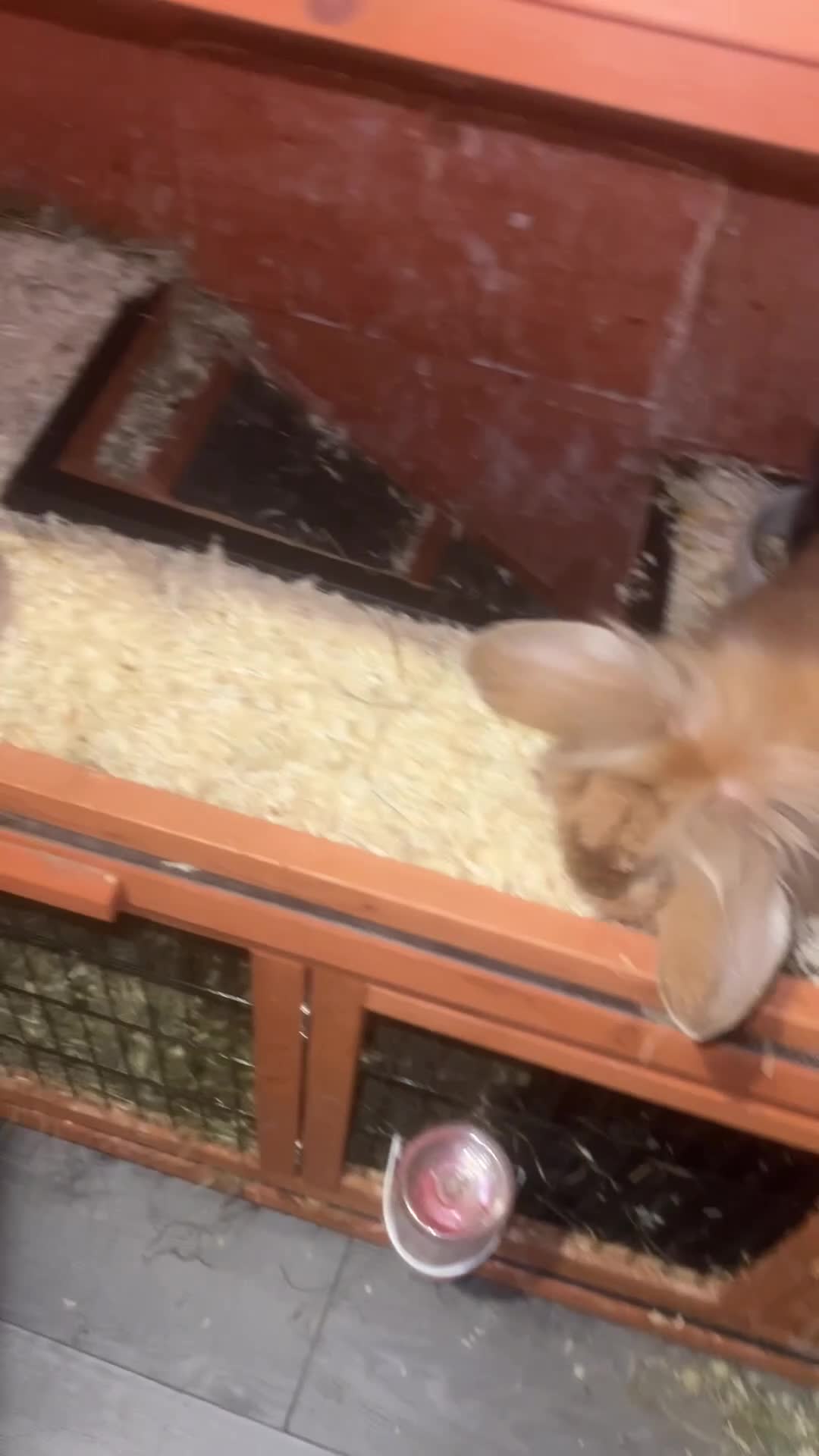Mixed Breed rabbits for sale: Lop/cross lion head bunnies 2 for £30 - Video 1