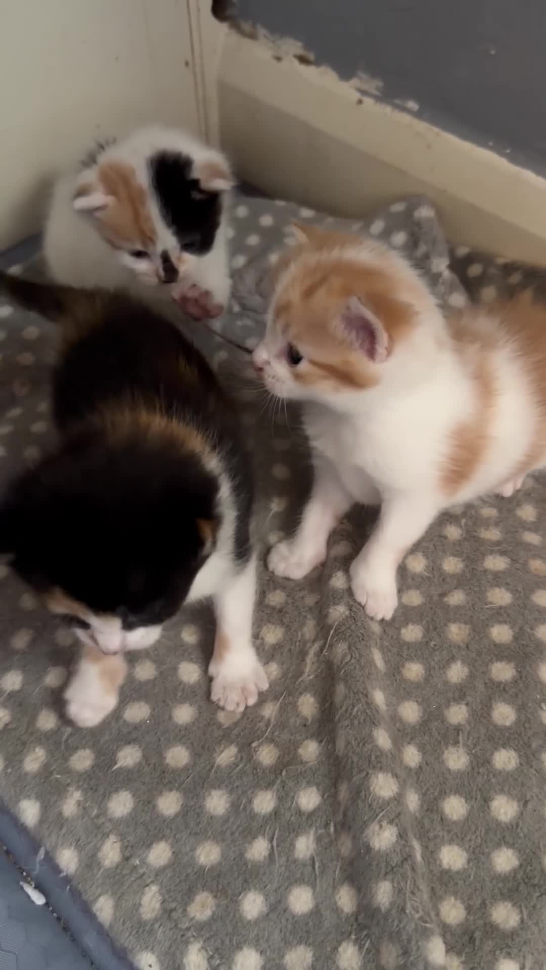Mixed Breed cats for sale: Fluffy little kittens  - Video 1