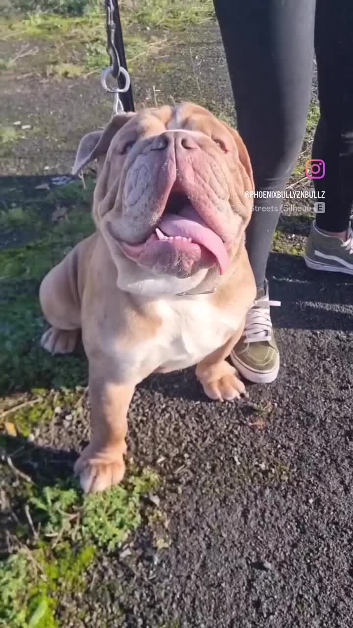 Olde English Bulldogge dogs for stud: 2 olde English bulldogs brothers for stud - Video 1