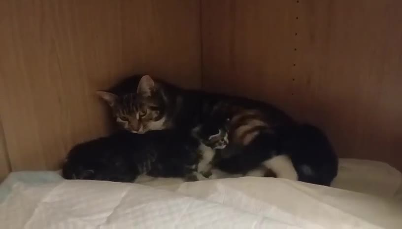 Mixed Breed cats for adoption: 4 healthy rescue kittens available to reserve in Hook - Video 1
