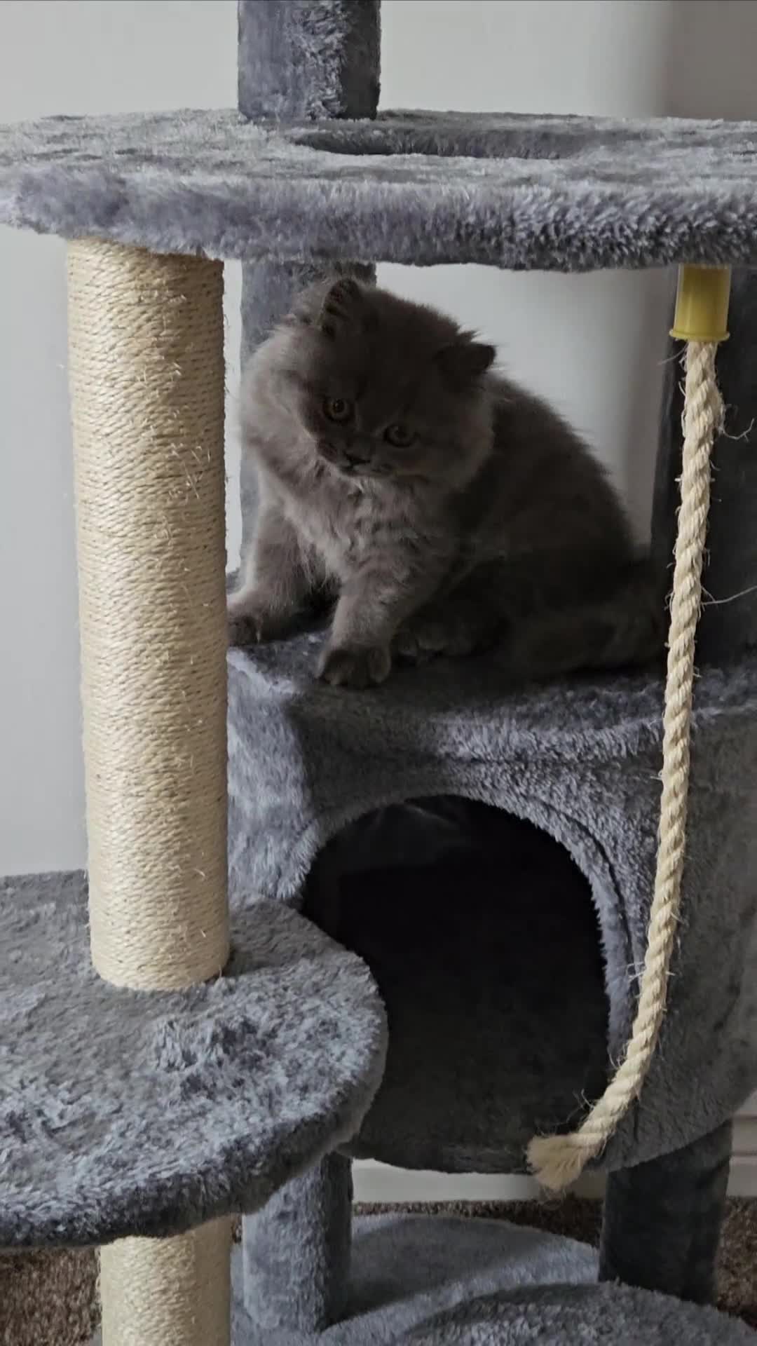 British Longhair cats for sale: Gorgeous GCCF long-haired British girl  - Video 2