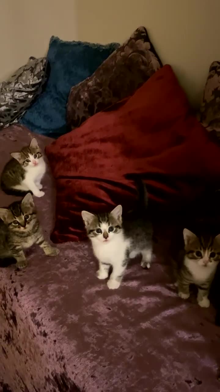 Mixed Breed cats for sale: Adorable mixed breed siblings!🥺 - Video 1