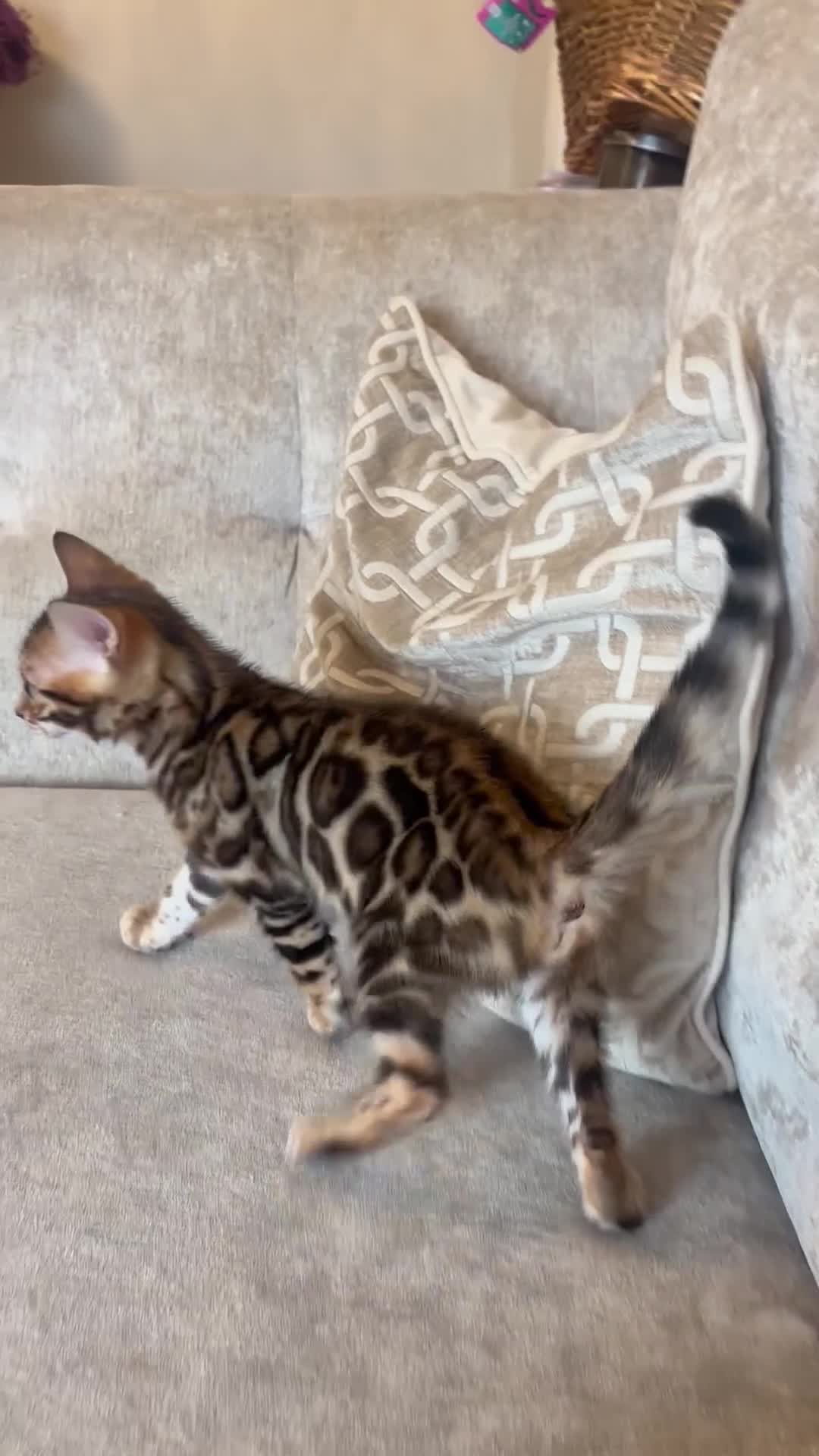 Bengal cats for sale: Pure bred Glitter Coat Bengal Kittens  - Video 1