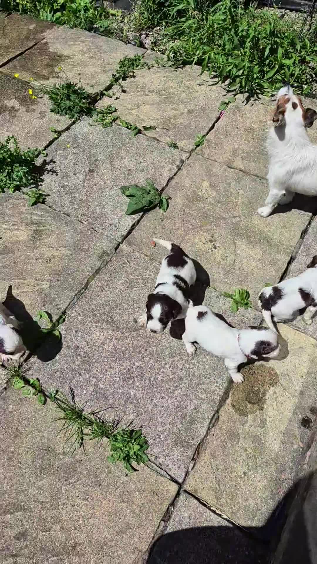 Mixed Breed dogs for sale: Springer spaniel puppies  - Video 1