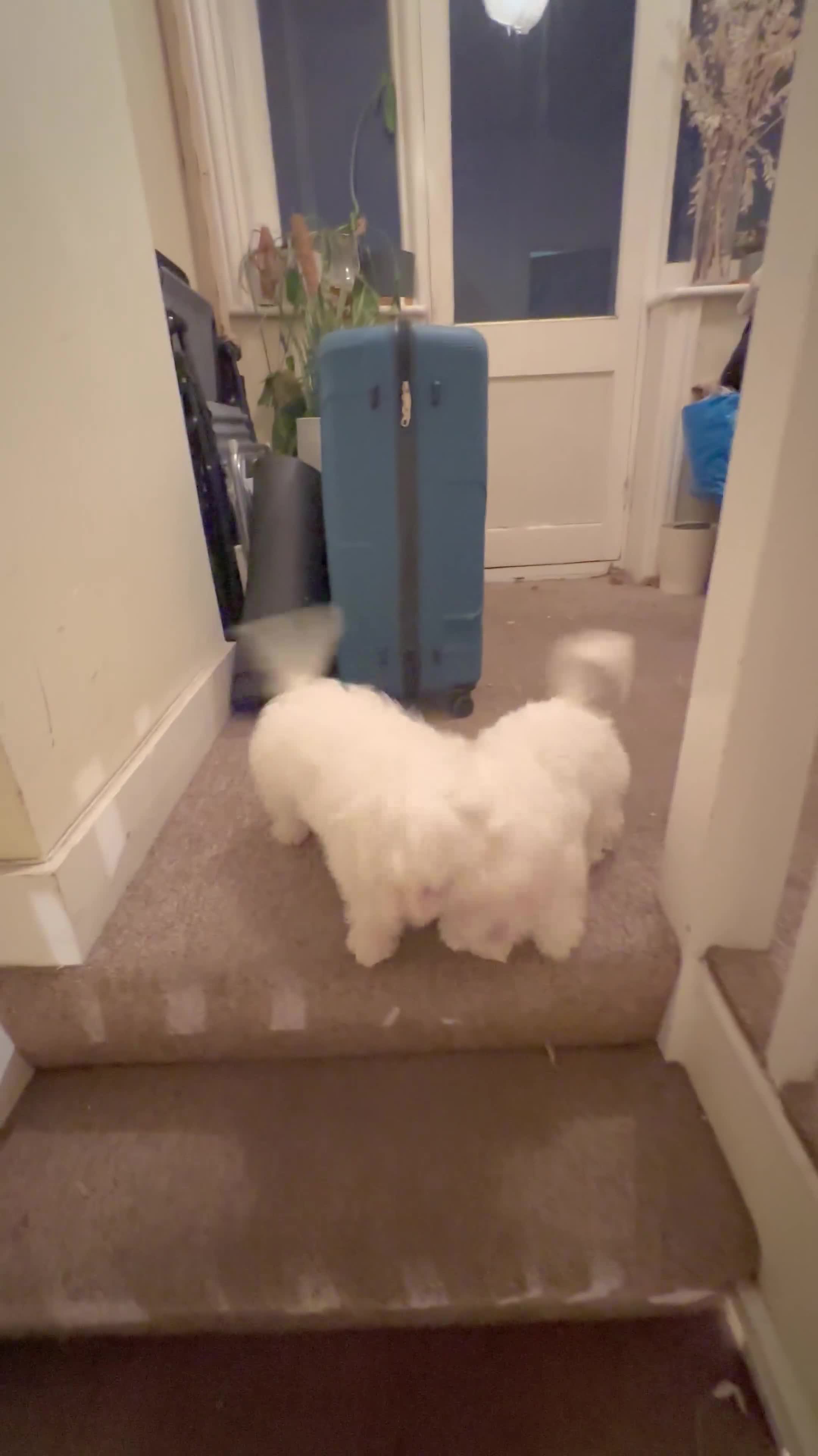 Maltese dogs for sale: LOYAL & LOVING BOW LOOKING FOR NEW HOME  - Video 1