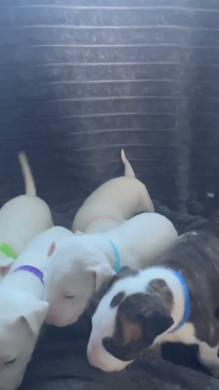 English Bull Terrier dogs for sale: 🐾❤️ ENGLISH BULL TERRIER PUPPIES ❤️🐾 - Video 1