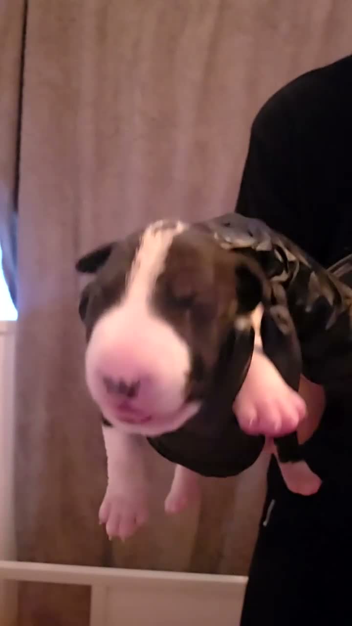 Bull Terrier dogs for sale: Bull terrier  in Bristol - Video 1